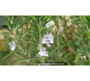 ROSMARINUS officinalis - Printemps