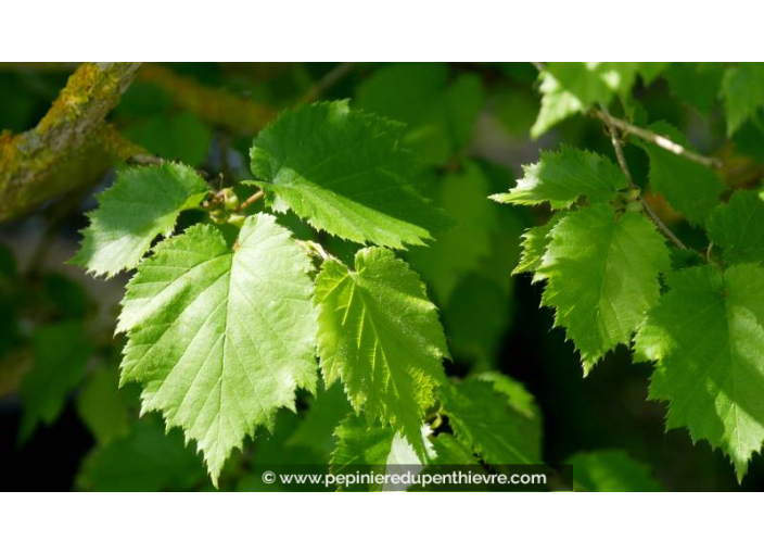 CORYLUS colurna - Printemps