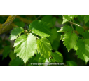 CORYLUS colurna - Printemps