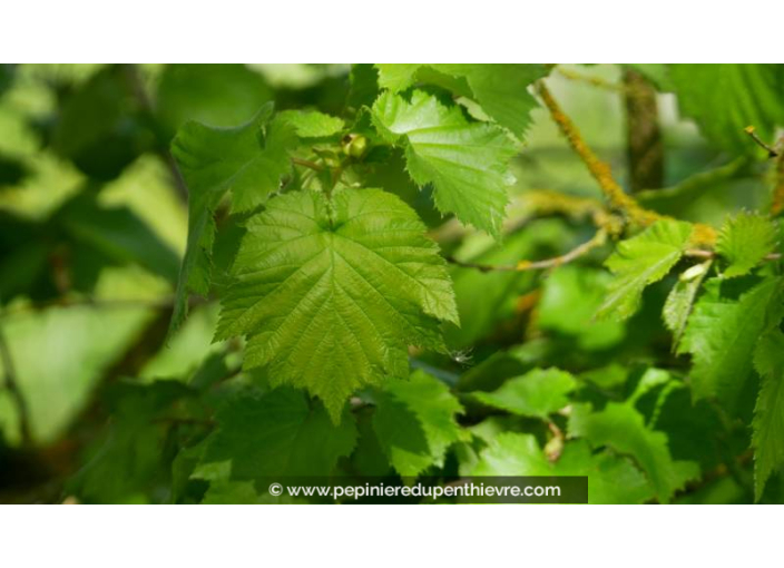 CORYLUS colurna - Printemps