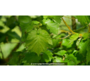 CORYLUS colurna - Printemps