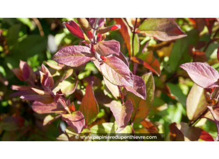 LONICERA japonica var. chinensis - Printemps