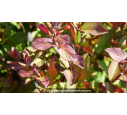 LONICERA japonica var. chinensis - Printemps