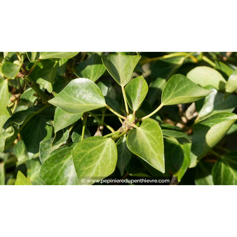 HEDERA helix 'Arborescens' - Printemps