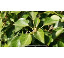 HEDERA helix 'Arborescens' - Printemps