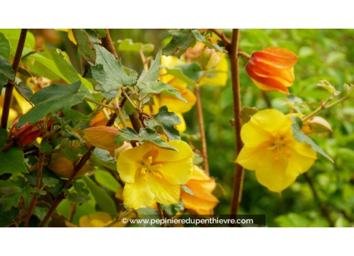 FREMONTODENDRON 'California Glory' - Printemps