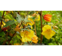 FREMONTODENDRON 'California Glory' - Printemps