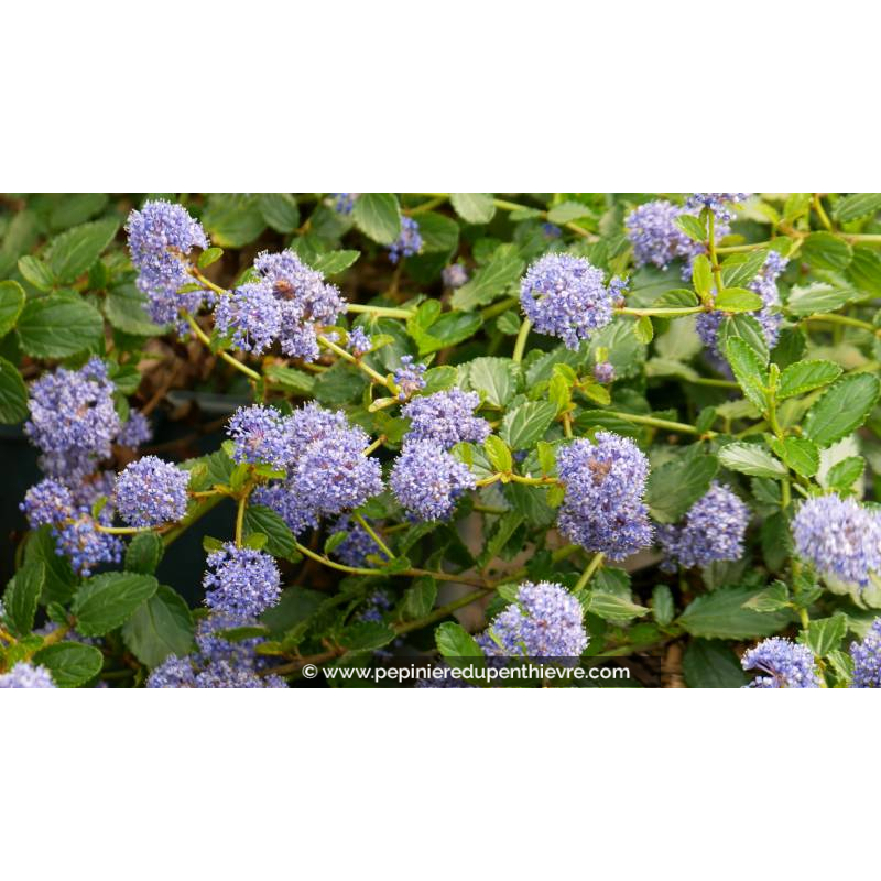 CEANOTHUS thyrsiflorus 'Repens' - Printemps