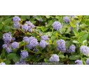 CEANOTHUS thyrsiflorus 'Repens' - Printemps