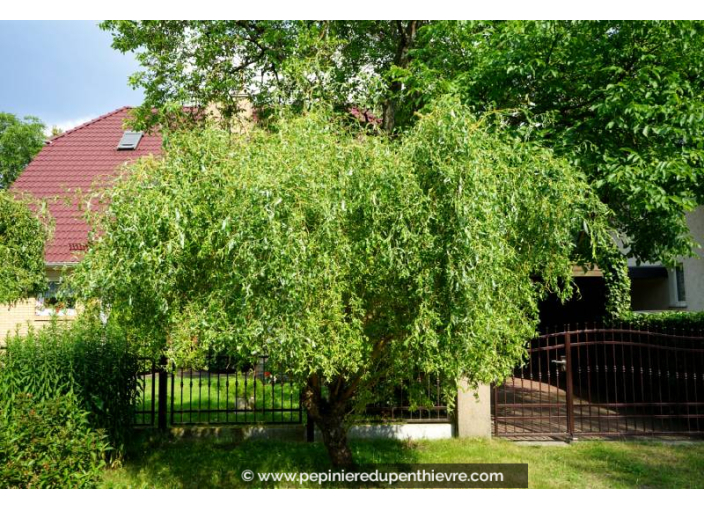 SALIX babylonica 'Tortuosa' - Été