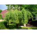SALIX babylonica 'Tortuosa' - Été