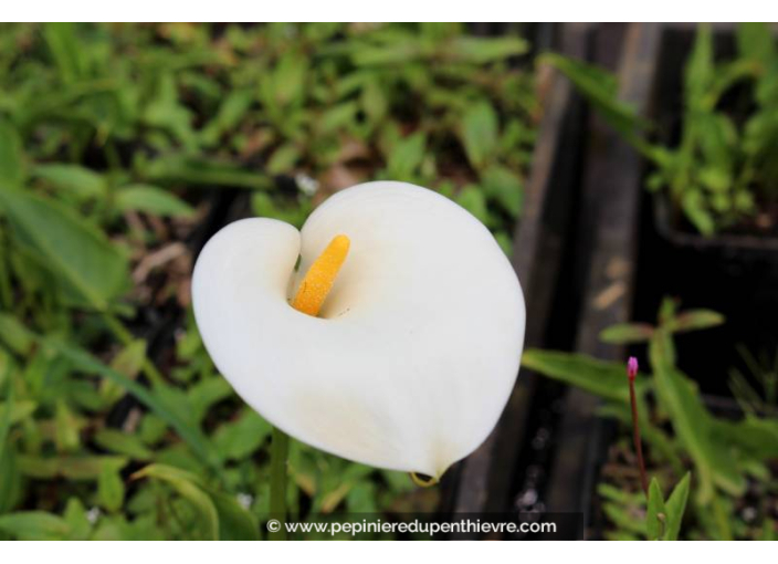 ZANTEDESCHIA aethiopica 'Crowborough'