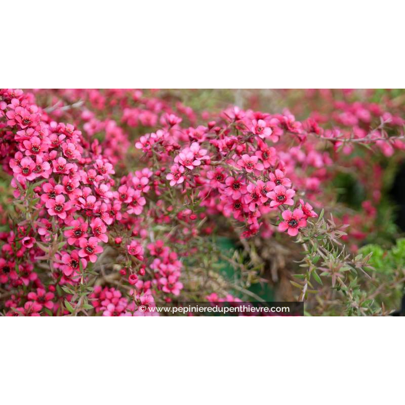 LEPTOSPERMUM scoparium 'Red Falls'