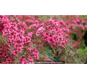 LEPTOSPERMUM scoparium 'Red Falls'