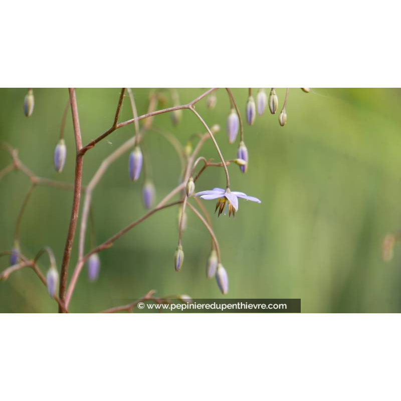 DIANELLA revoluta 'Little Rev'