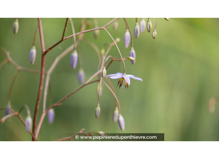 DIANELLA revoluta 'Little Rev'