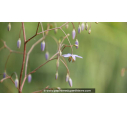 DIANELLA revoluta 'Little Rev'