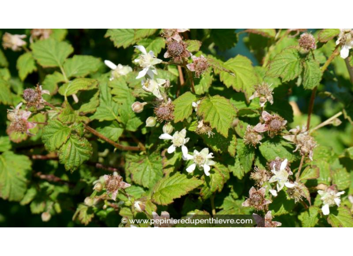 MÛRIER-FRAMBOISIER 'Tayberry', grosses baies - Pépinière du Penthièvre