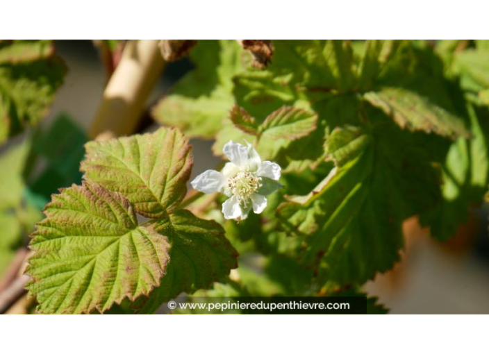 MÛRIER FRAMBOISIER 'Loganberry' - Printemps