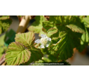 MÛRIER FRAMBOISIER 'Loganberry' - Printemps