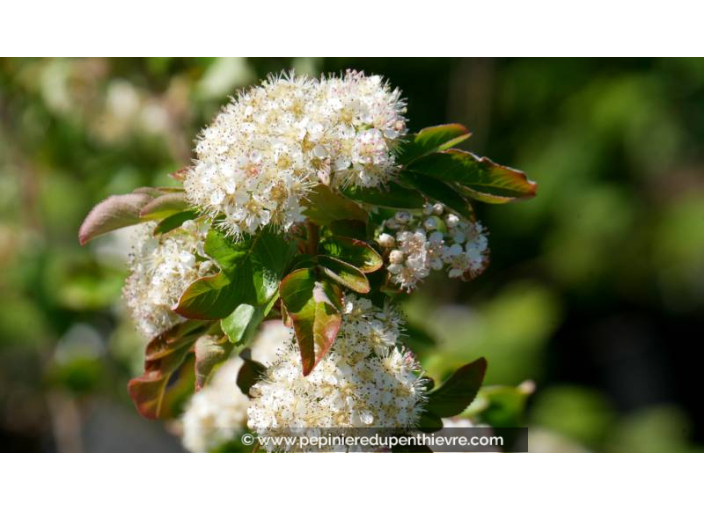 SORBIER À GROS FRUITS - SORBUS 'Burka', comestible - Pépinière du Penthièvre