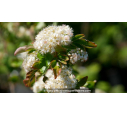 SORBIER À GROS FRUITS - SORBUS 'Burka', comestible - Pépinière du Penthièvre