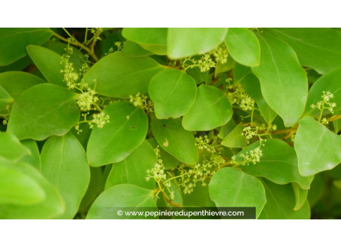 GRISELINIA littoralis - Printemps