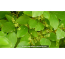 GRISELINIA littoralis - Printemps