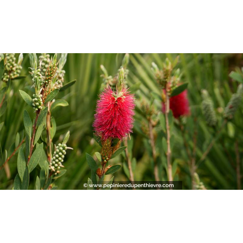 CALLISTEMON viminalis 'Inferno' - Printemps
