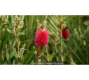 CALLISTEMON viminalis 'Inferno' - Printemps