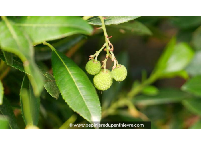 ARBUTUS unedo - Printemps