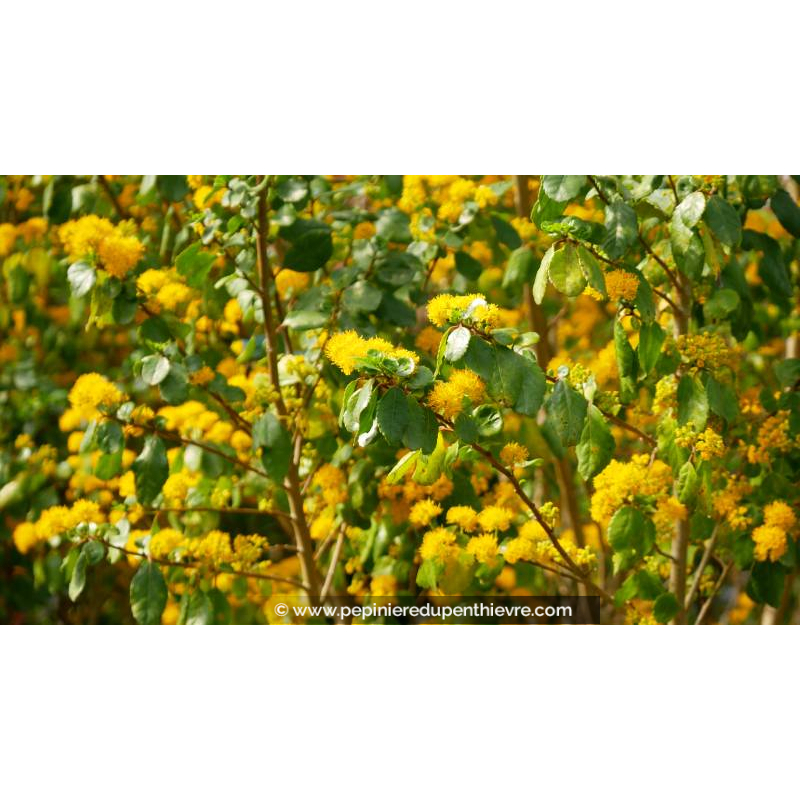 AZARA dentata - Printemps