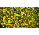 AZARA dentata - Printemps
