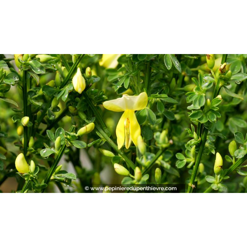 CYTISUS scoparius 'Luna' - Printemps