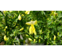 CYTISUS scoparius 'Luna' - Printemps