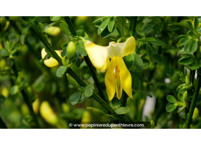 CYTISUS scoparius 'Luna', Genêt balais jaune clair - Pépinière du Penthièvre