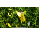 CYTISUS scoparius 'Luna', Genêt balais jaune clair - Pépinière du Penthièvre