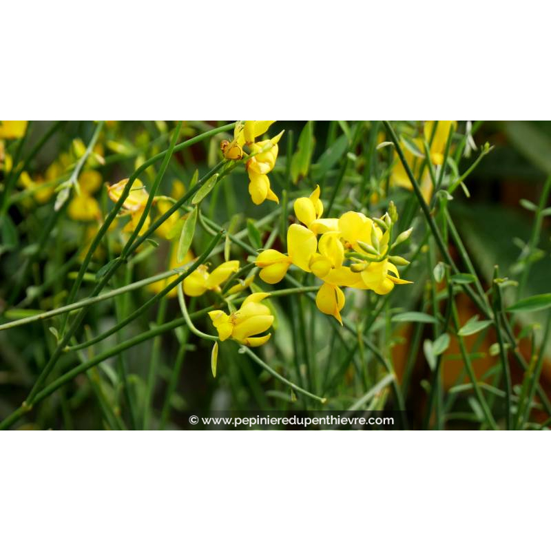 SPARTIUM junceum - Printemps