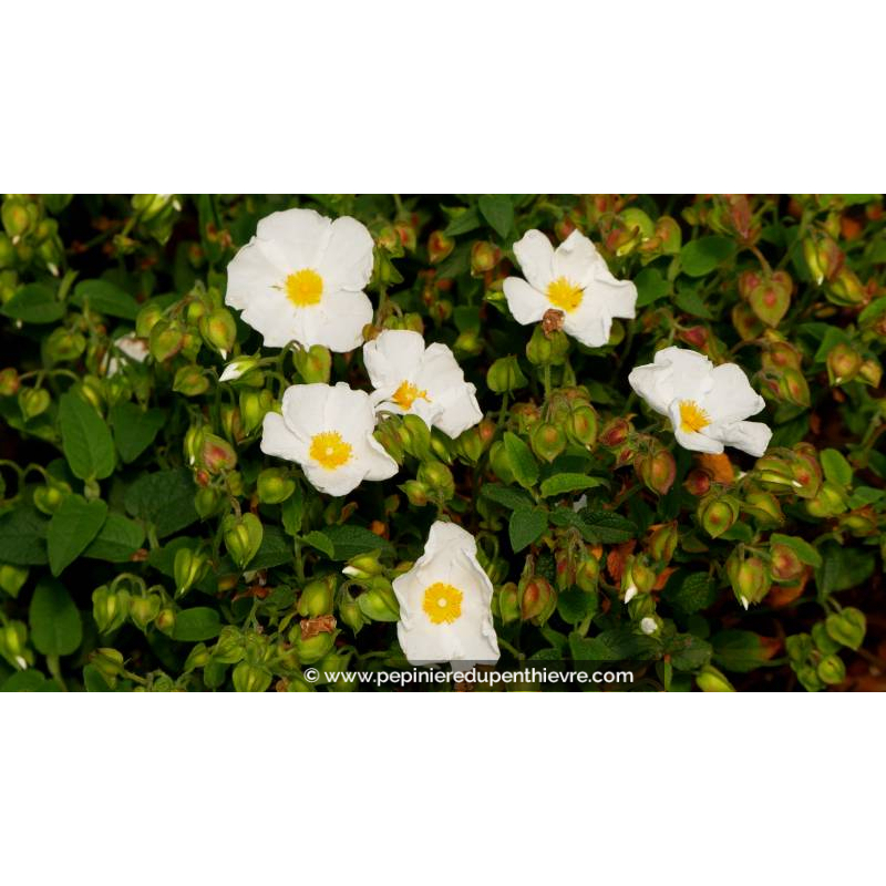 CISTUS x corbariensis - Printemps