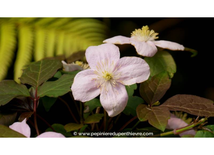 CLEMATIS montana 'Rubens' - Printemps