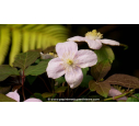 CLEMATIS montana 'Rubens' - Printemps