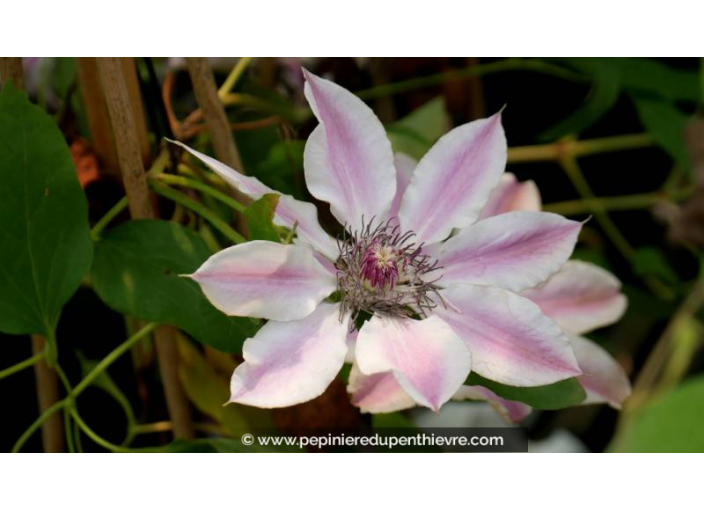 CLEMATIS 'Nelly Moser' - Printemps