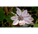 CLEMATIS 'Nelly Moser' - Printemps