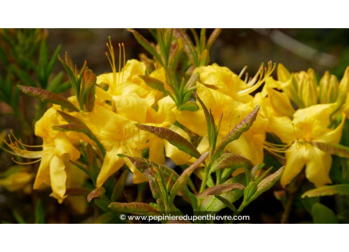 AZALEA mollis 'Anneke' (jaune) - Printemps