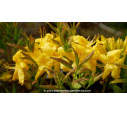 AZALEA mollis 'Anneke' (jaune) - Printemps