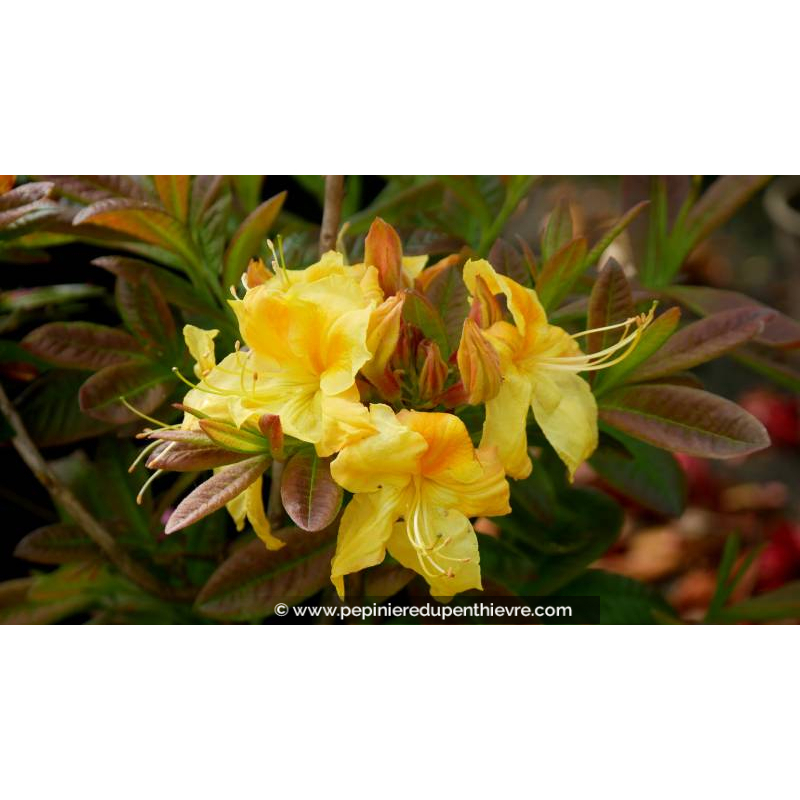 AZALEA mollis 'Golden Sunset' (jaune) - Printemps