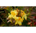 AZALEA mollis 'Golden Sunset' (jaune) - Printemps
