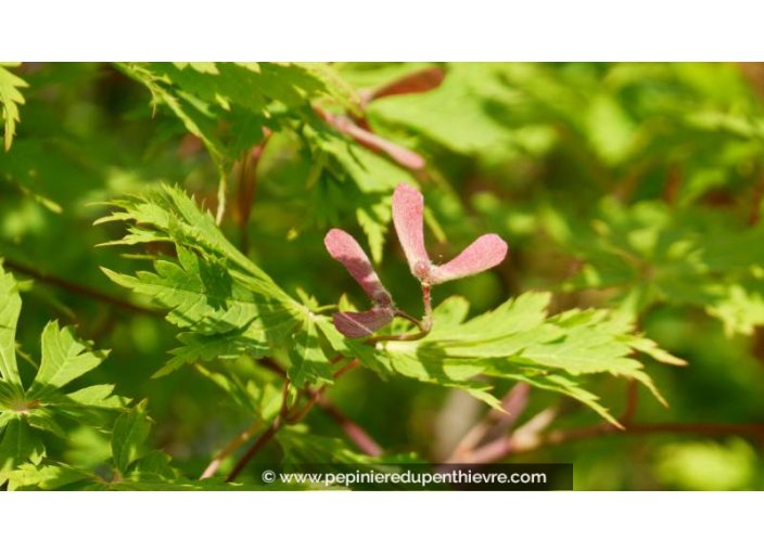 ACER japonicum 'Aconitifolium' - Printemps
