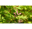 ACER japonicum 'Aconitifolium' - Printemps