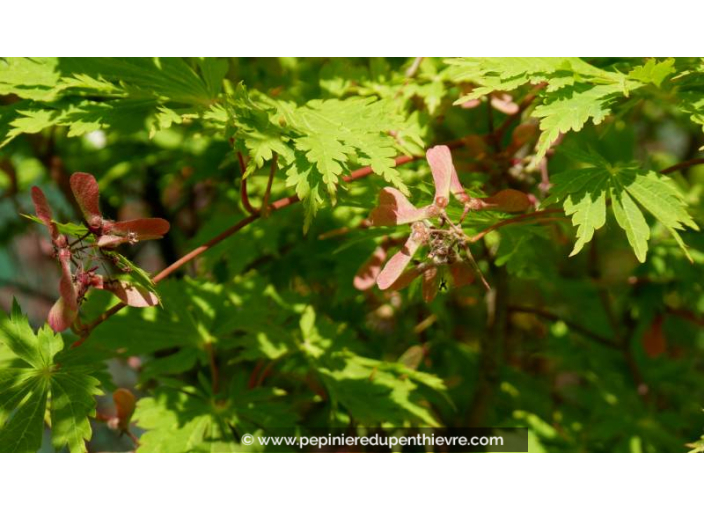 ACER japonicum 'Aconitifolium' - Printemps
